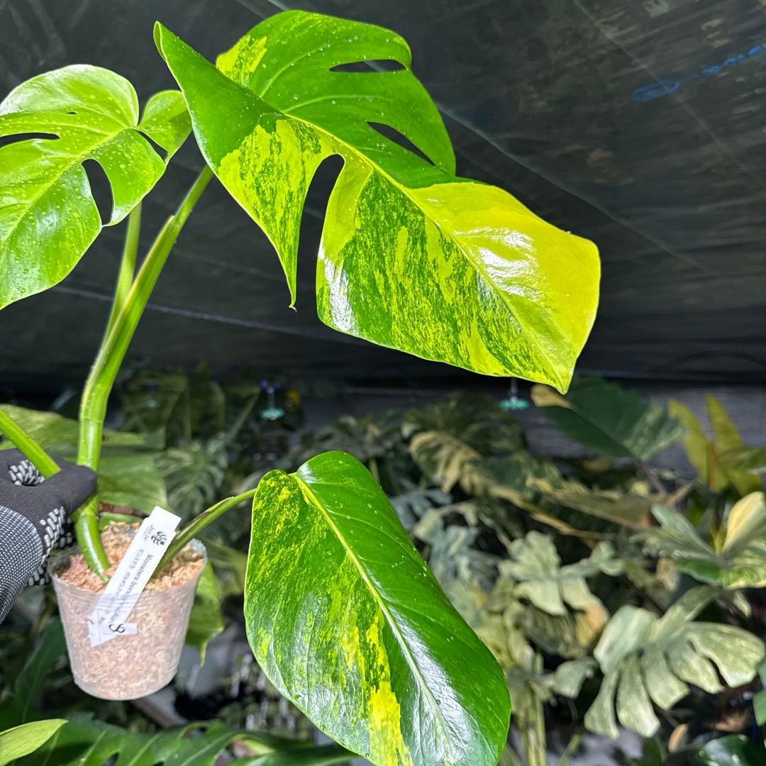 C6 モンステラ　ボルギシアナ　オーレア　黄斑　健康成長点カット苗