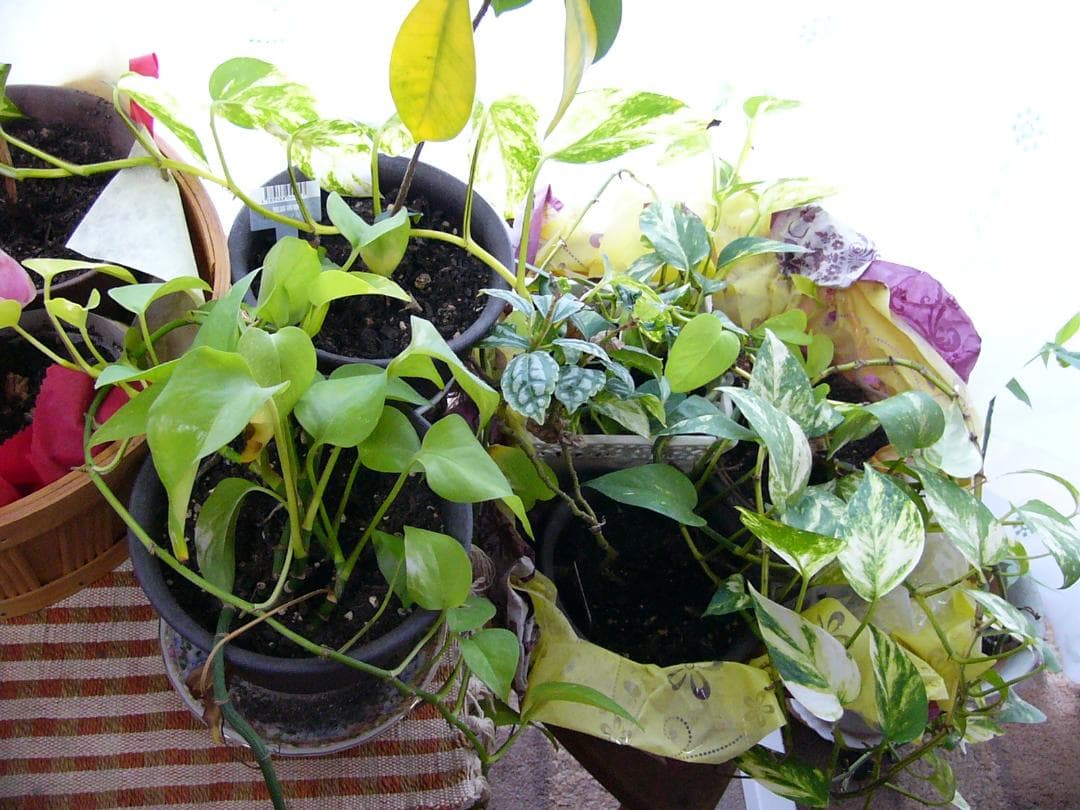 超美品 撮影画像あり　Panasonic　DMC-FZ2　付属品あり　動作良好