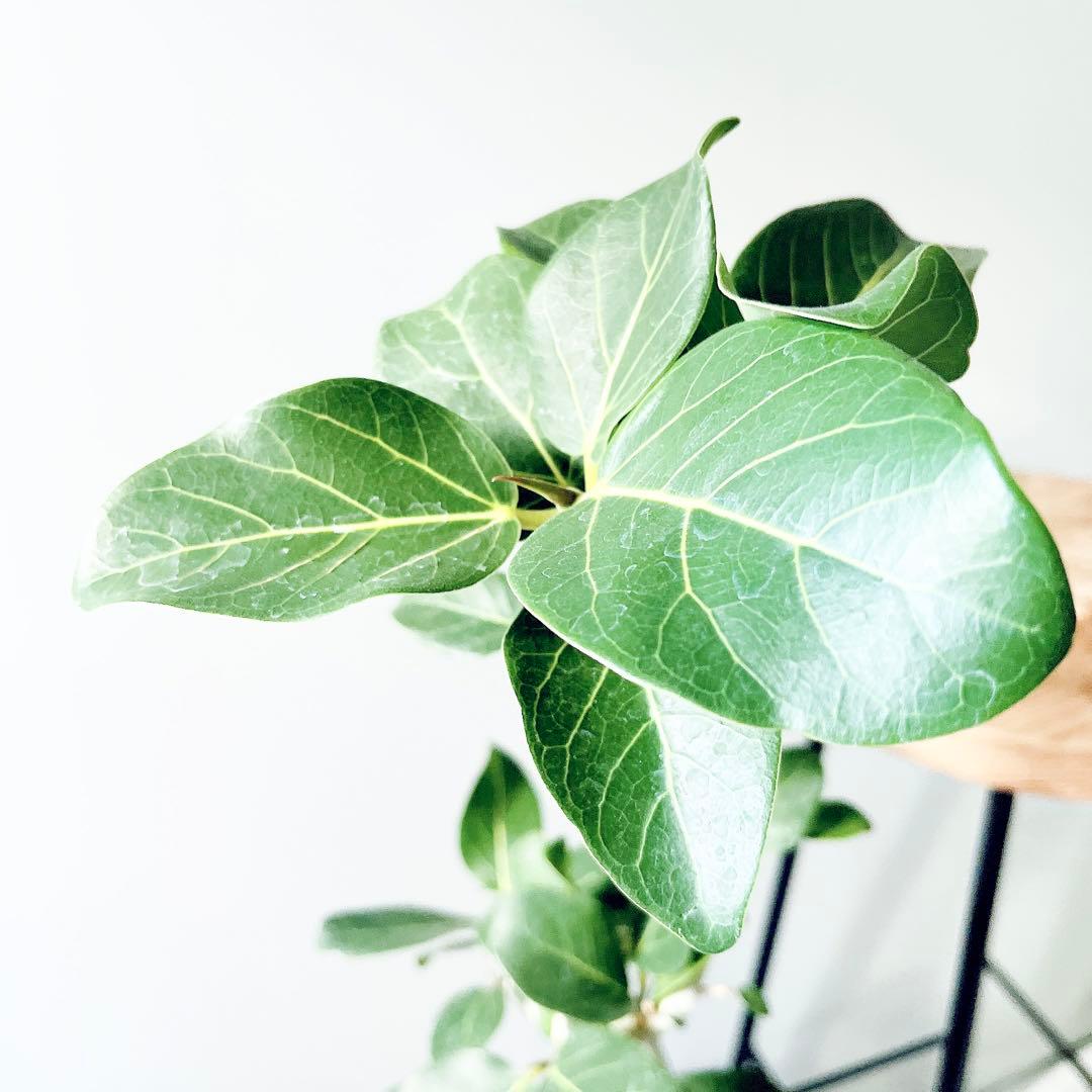 美樹形 フィカス ベンガレンシス　Ficus benghalensis 曲がり