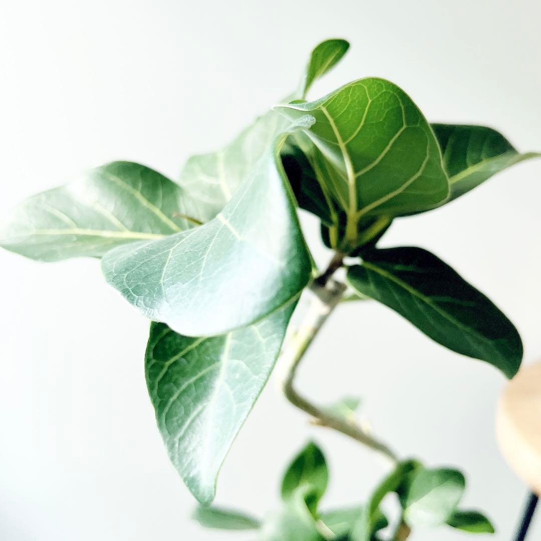 美樹形 フィカス ベンガレンシス　Ficus benghalensis 曲がり