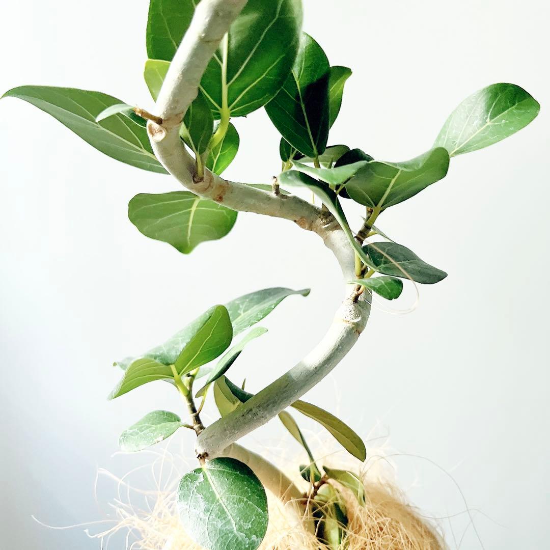 美樹形 フィカス ベンガレンシス　Ficus benghalensis 曲がり