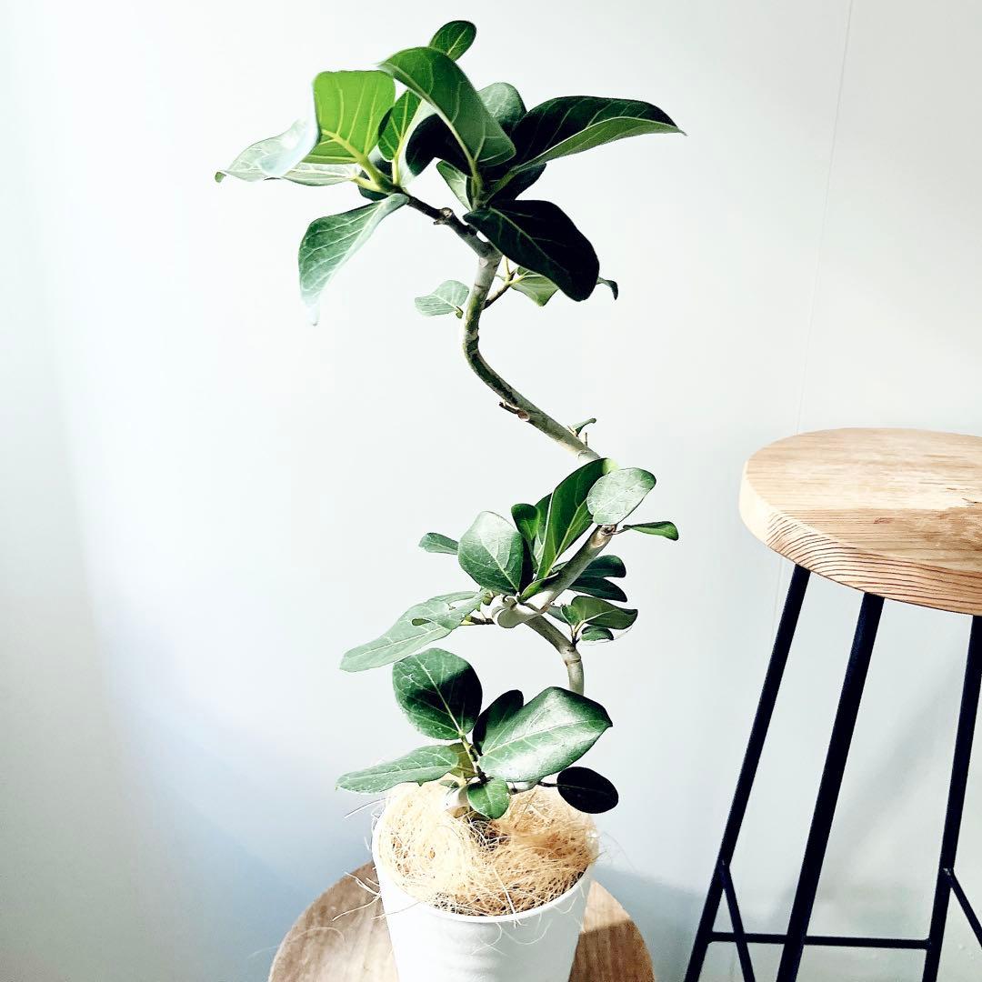 美樹形 フィカス ベンガレンシス　Ficus benghalensis 曲がり