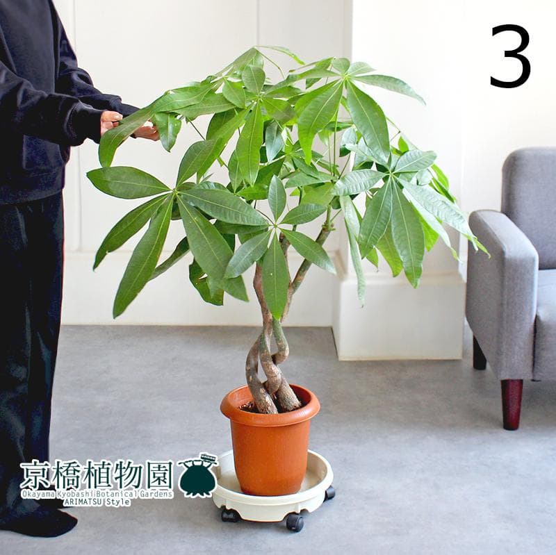 【現品】パキラ　曲がり　3本立　7号　茶鉢（3）