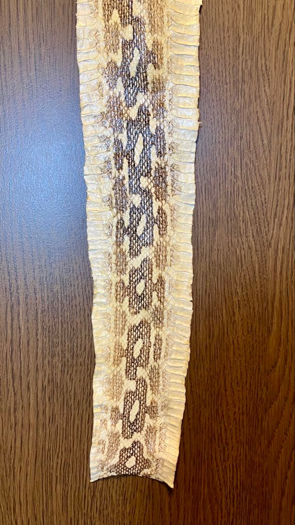 【原皮B】毒蛇ハブ 原皮 蛇革／奄美大島「原ハブ屋」特注品／【稀少】101cm