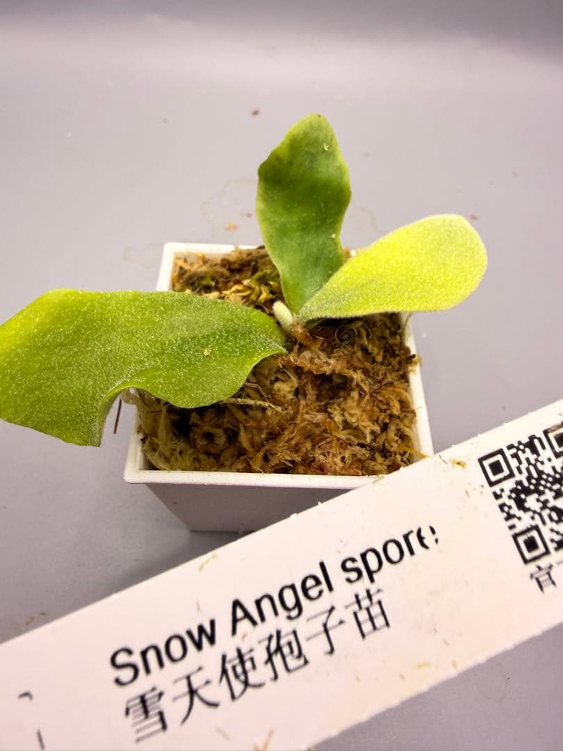 ビカクシダP.  Angle sporeling