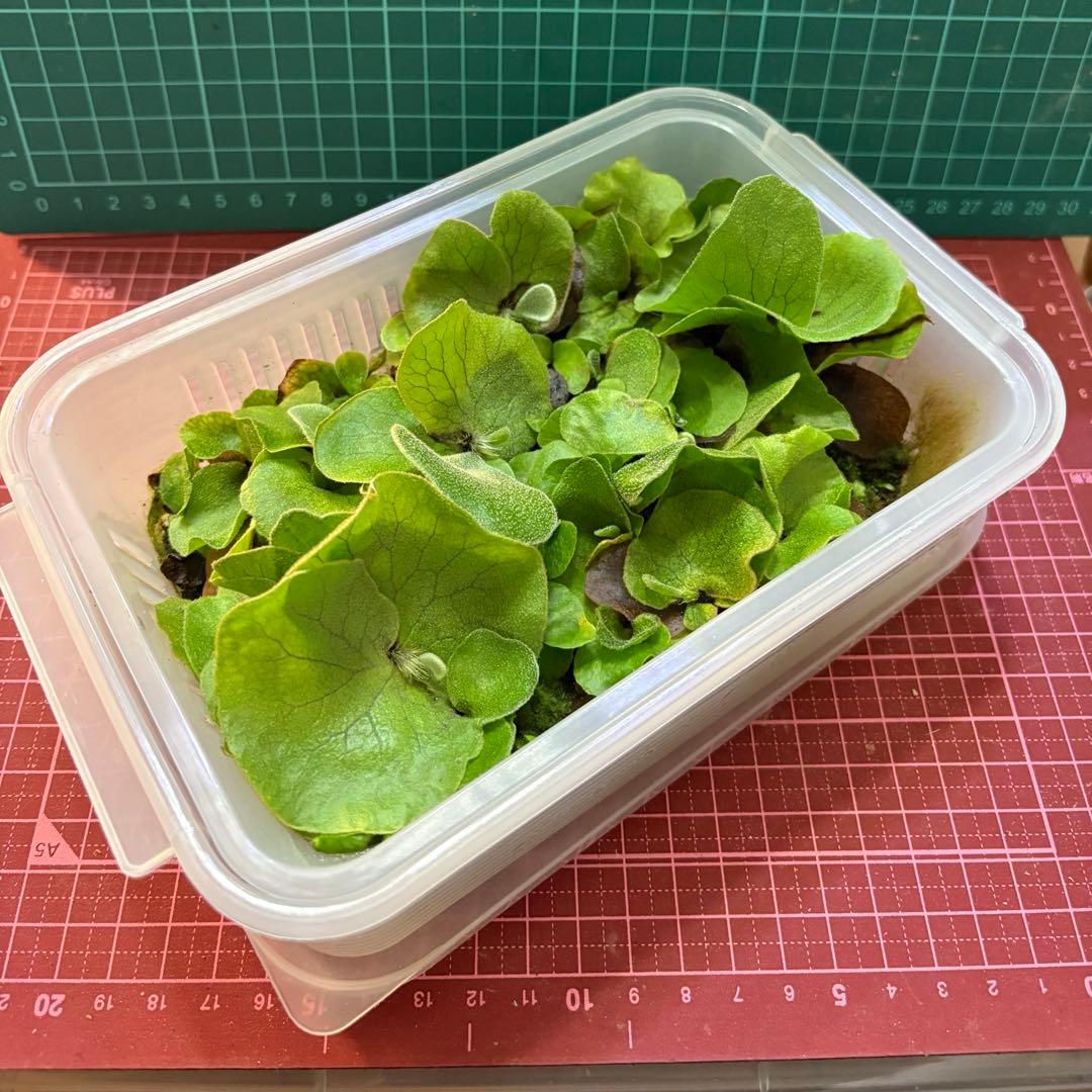 P.elephantotis spore 大1ケース　ビカクシダ胞子培養