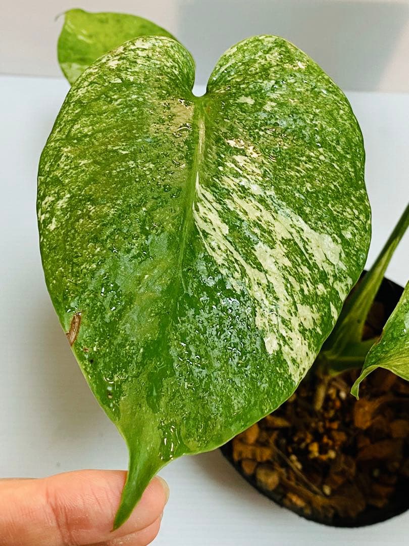 ☆白斑美株☆ モンステラ デリシオーサ ホワイトモンスター 天津蘭④