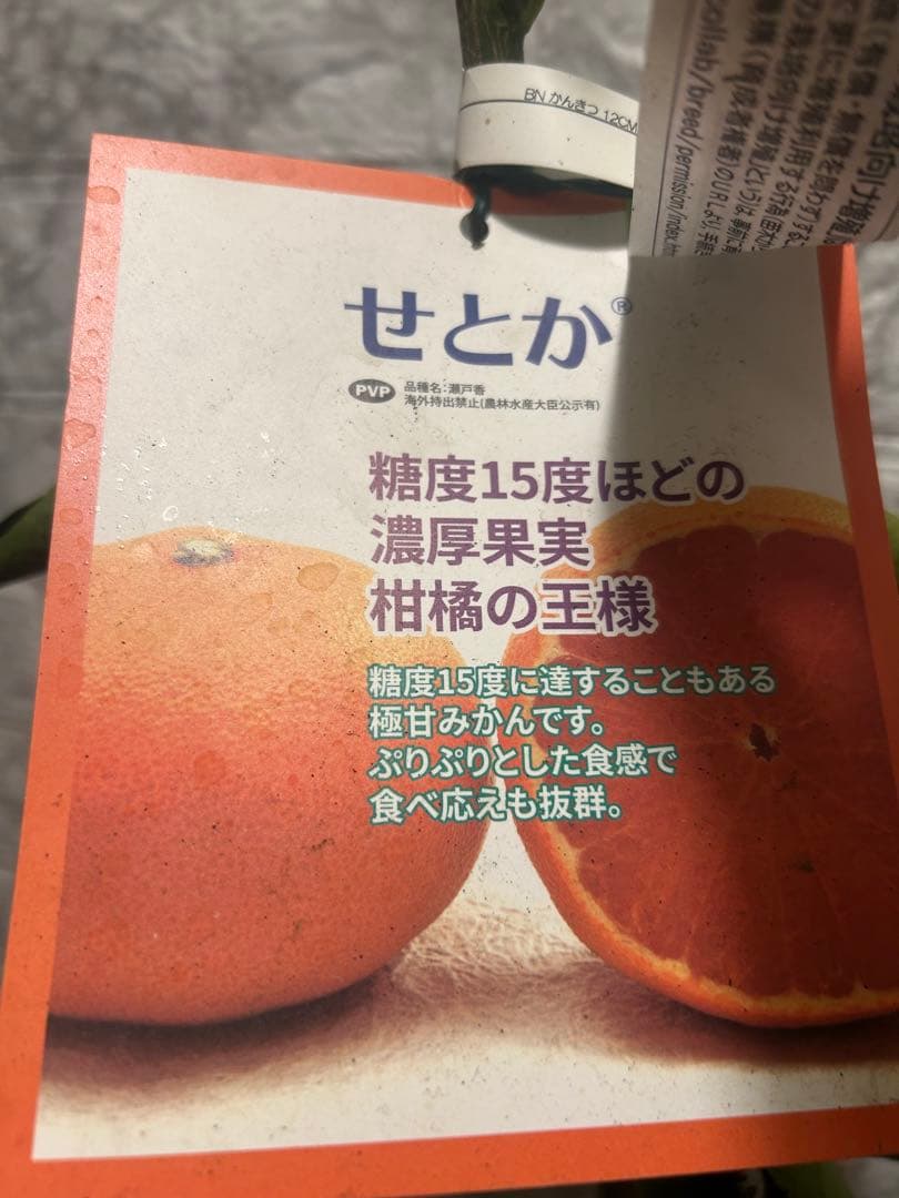 みかんの苗木 （幻のミカン苗木「せとか３年生」）3/17