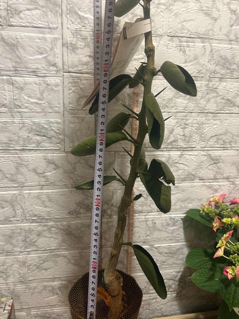 みかんの苗木 （幻のミカン苗木「せとか３年生」）3/17