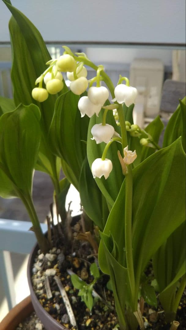 あつ様。新、すずらん色のピアス14kgf