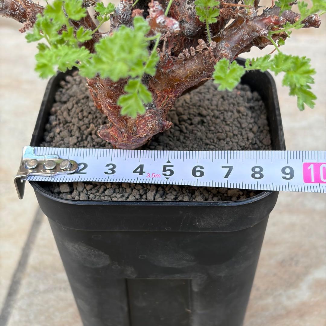 【セール】ペラルゴニウム　アルテルナンス　3号鉢　No.007　鉢、送料込