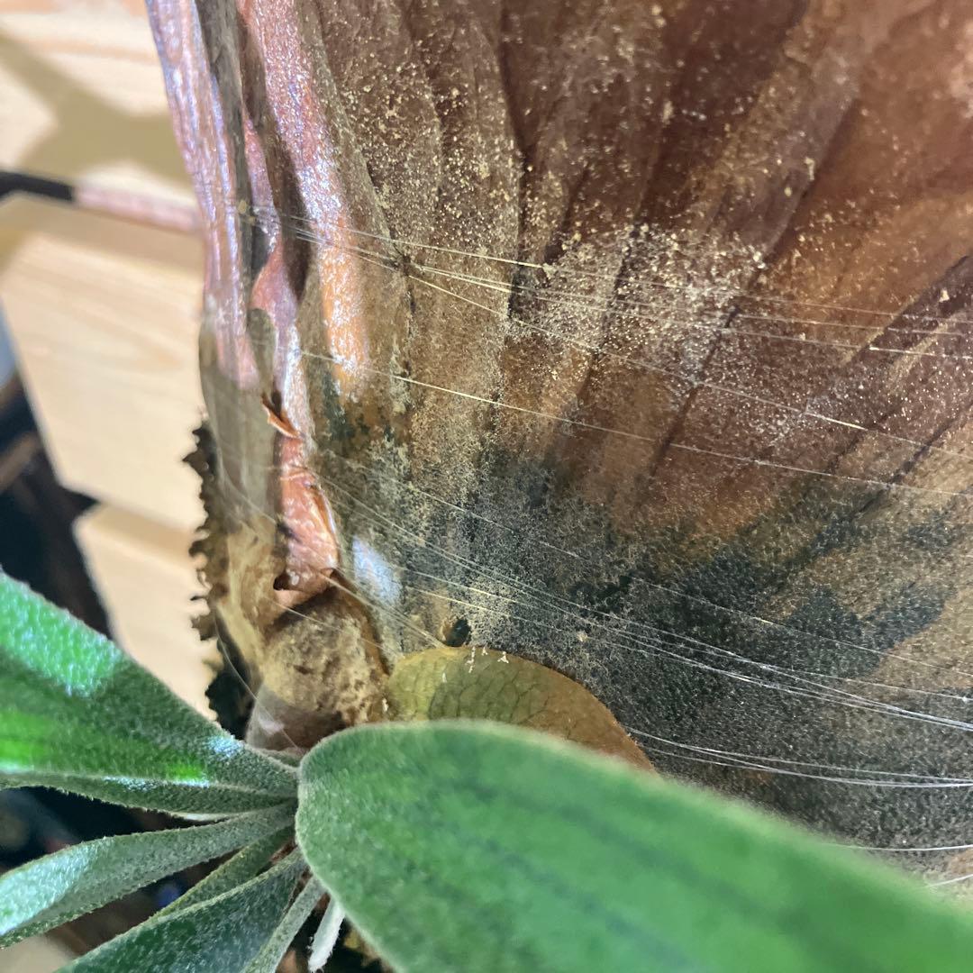 ビカクシダ 着生植物　ジーゼンヘンネ