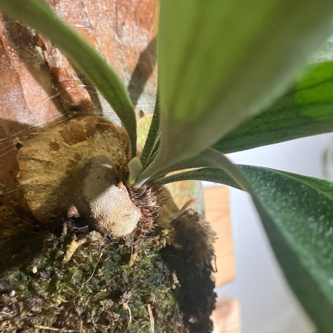 ビカクシダ 着生植物　ジーゼンヘンネ