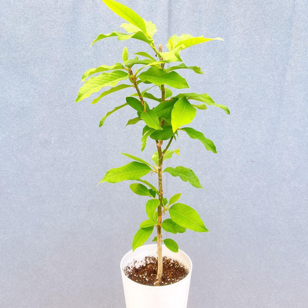 現品　キンコウボク　金厚朴　1番　珍しい　観葉植物　植木　インテリアグリーン