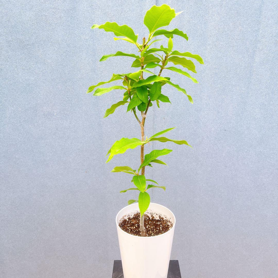 現品　キンコウボク　金厚朴　1番　珍しい　観葉植物　植木　インテリアグリーン