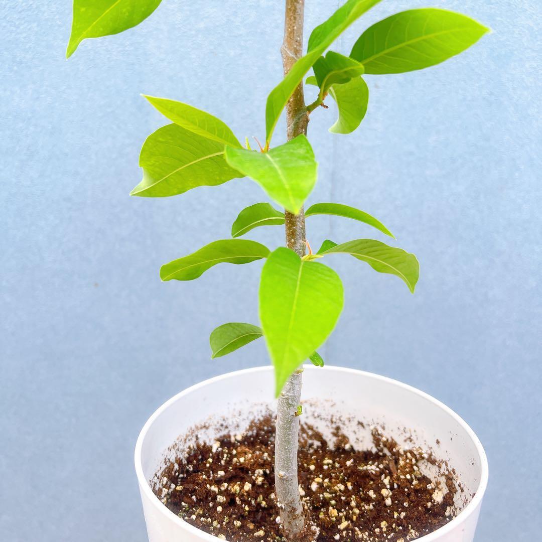 現品　キンコウボク　金厚朴　1番　珍しい　観葉植物　植木　インテリアグリーン