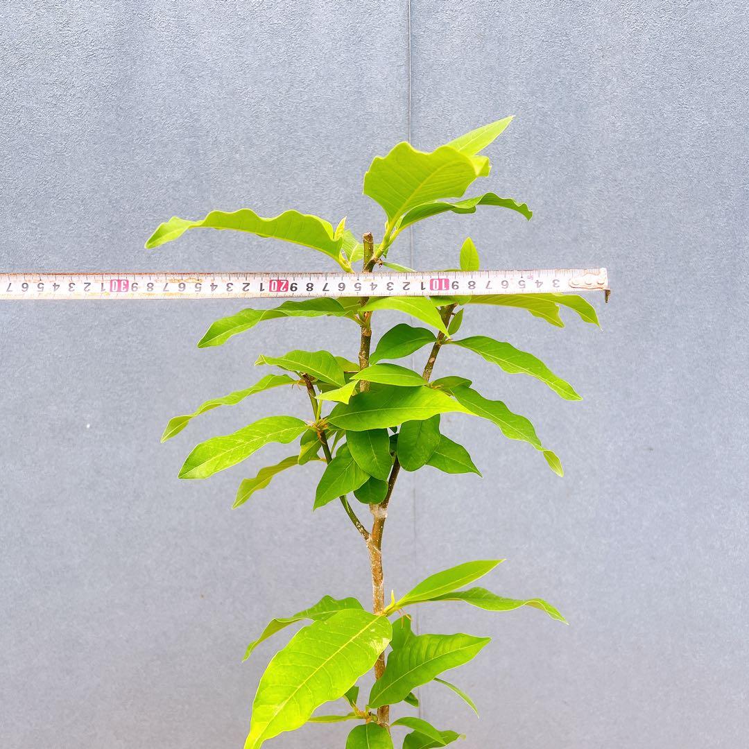 現品　キンコウボク　金厚朴　1番　珍しい　観葉植物　植木　インテリアグリーン
