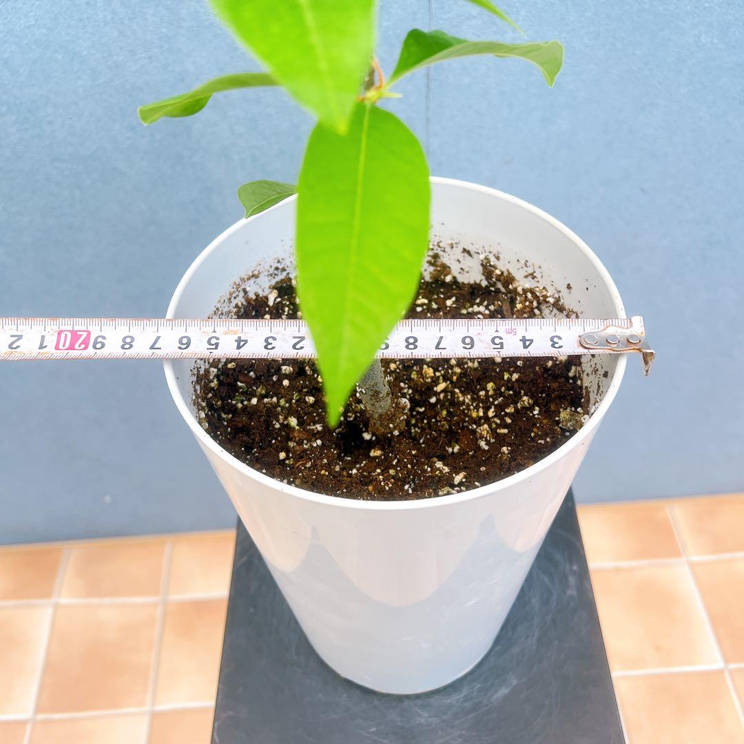 現品　キンコウボク　金厚朴　1番　珍しい　観葉植物　植木　インテリアグリーン