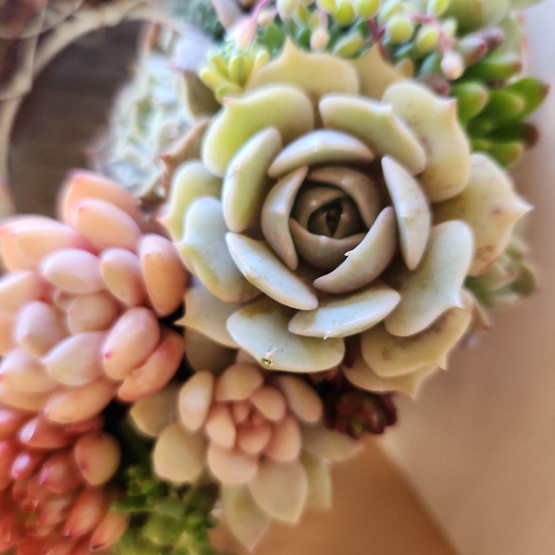 多肉植物寄せ植え　そのまま飾れる　ふんわりリース⋆。:゜・*