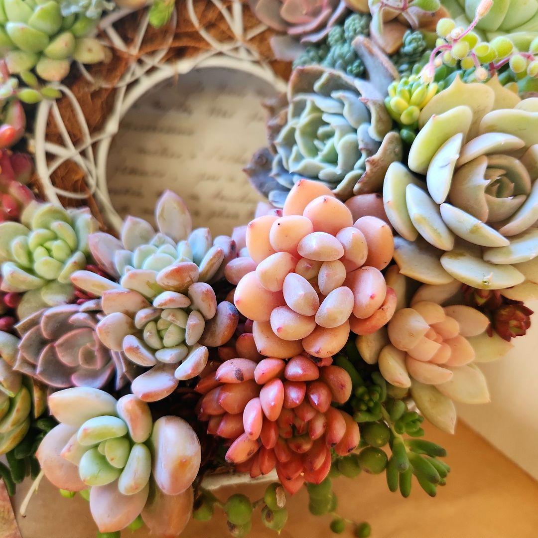 多肉植物寄せ植え　そのまま飾れる　ふんわりリース⋆。:゜・*