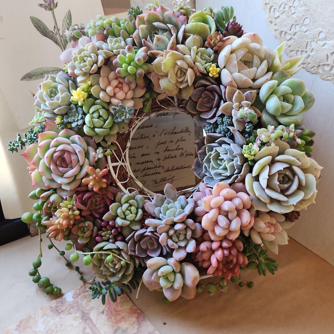 多肉植物寄せ植え　そのまま飾れる　ふんわりリース⋆。:゜・*