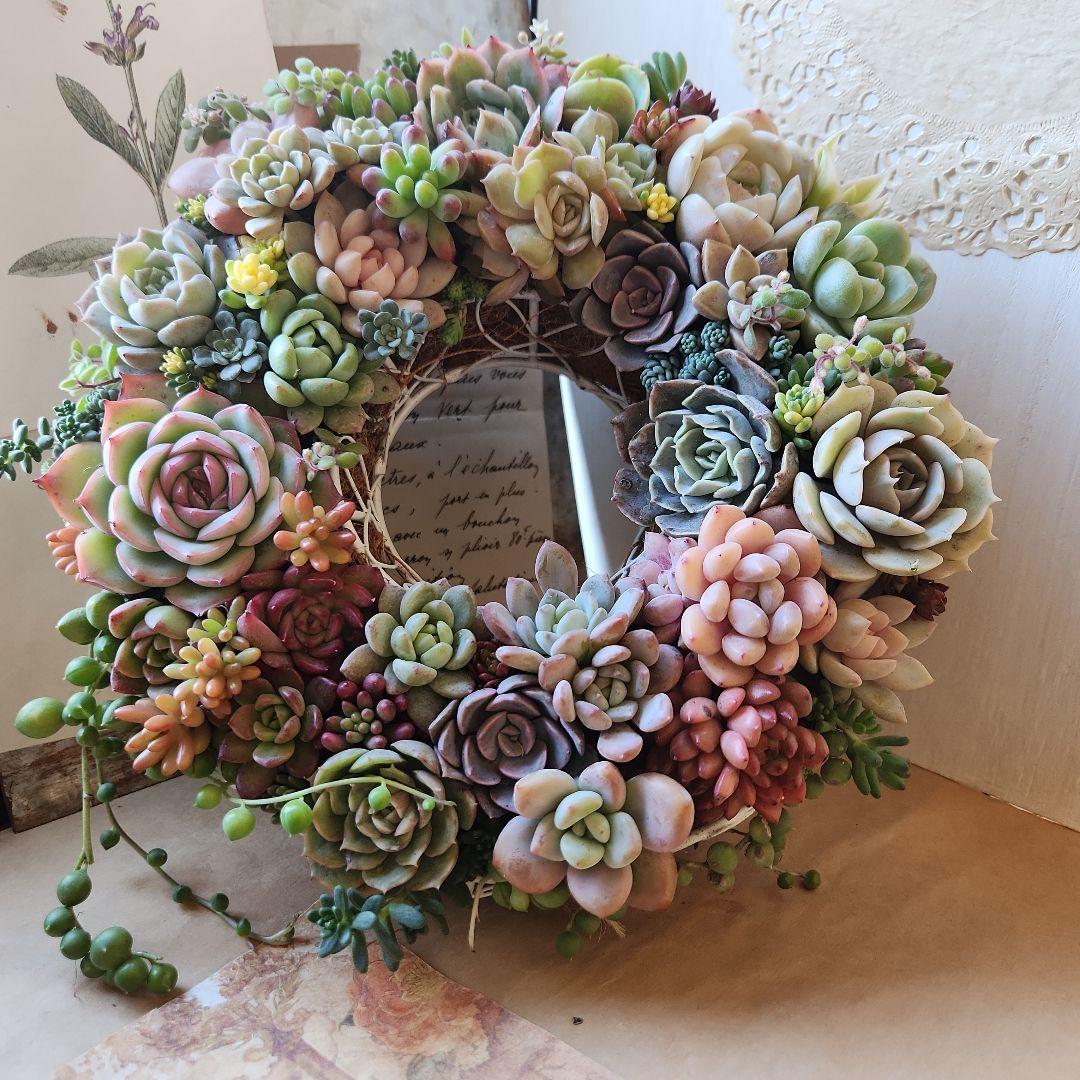多肉植物寄せ植え　そのまま飾れる　ふんわりリース⋆。:゜・*
