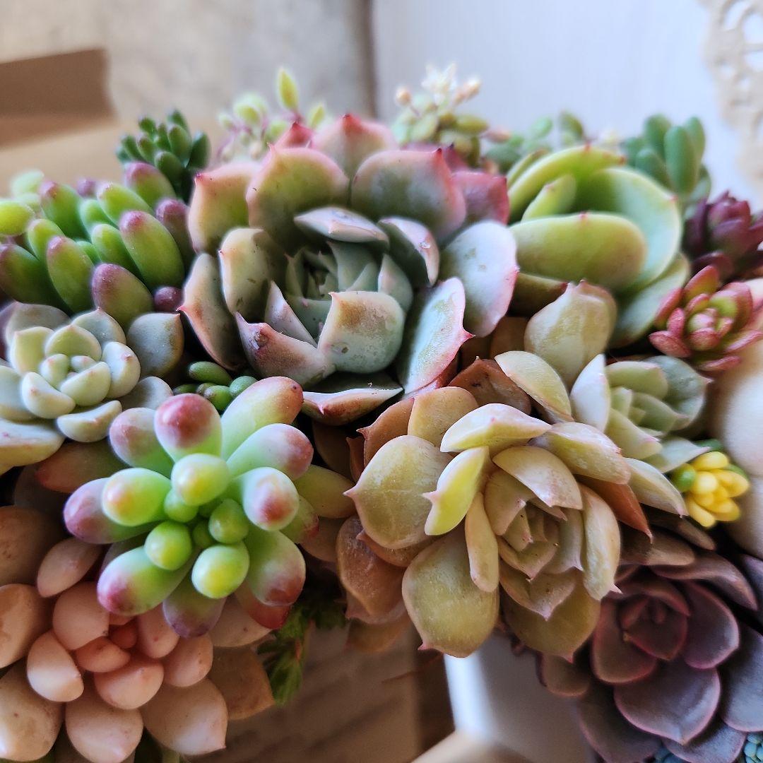 多肉植物寄せ植え　そのまま飾れる　ふんわりリース⋆。:゜・*