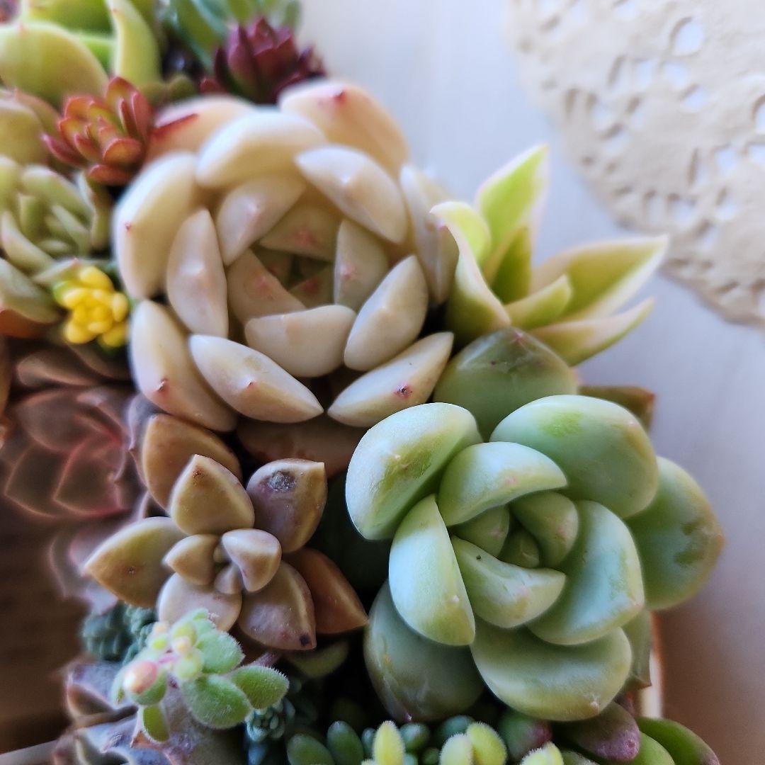 多肉植物寄せ植え　そのまま飾れる　ふんわりリース⋆。:゜・*