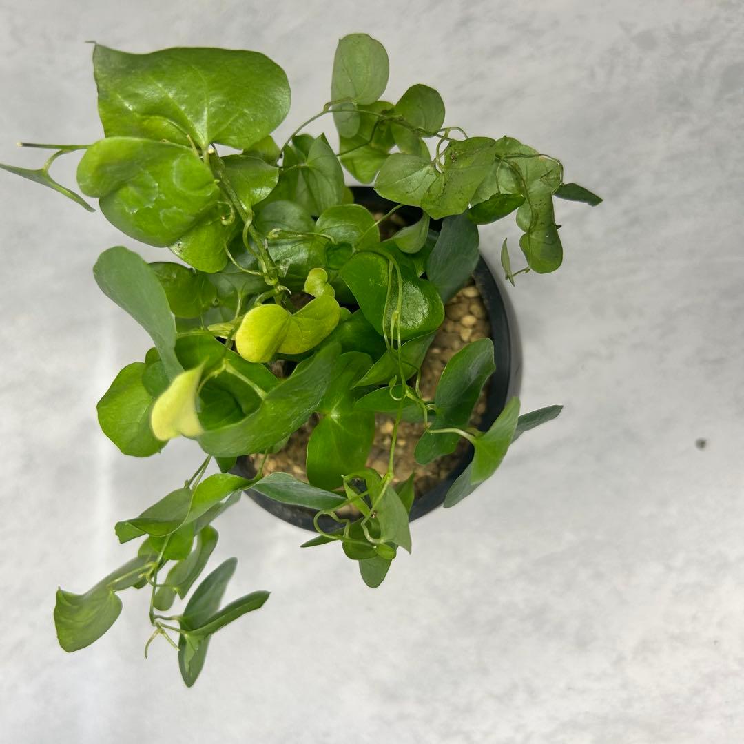 亀甲竜 (鉢入り) 4cm越え ディオスコレア　塊根植物 181205