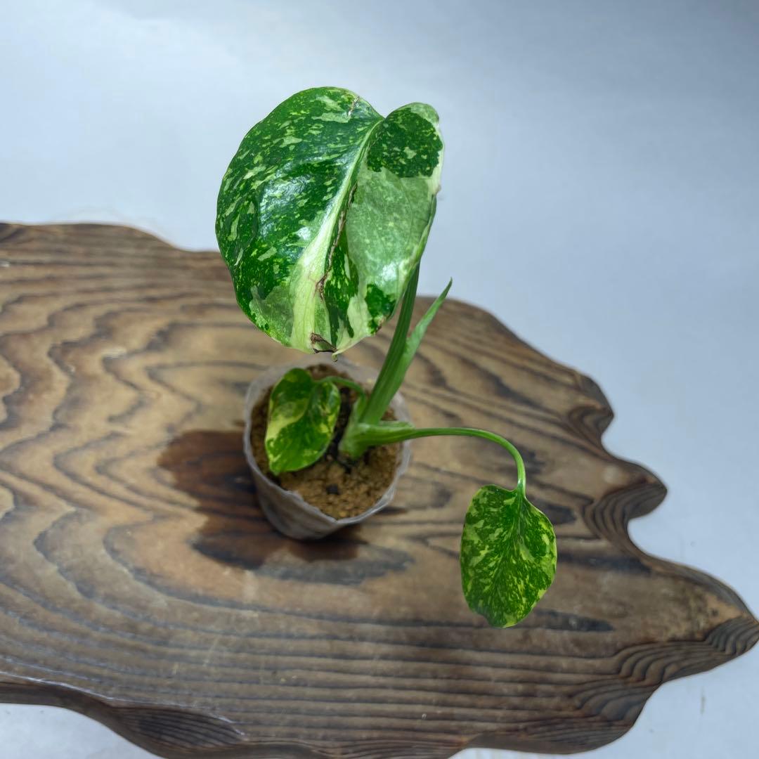 q36 品種保証　【希少】モンステラ・エレクトロライト 美株 斑入り 希少種