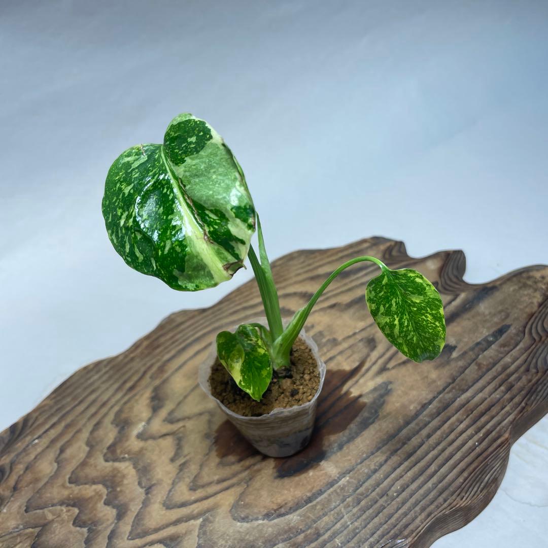 q36 品種保証　【希少】モンステラ・エレクトロライト 美株 斑入り 希少種