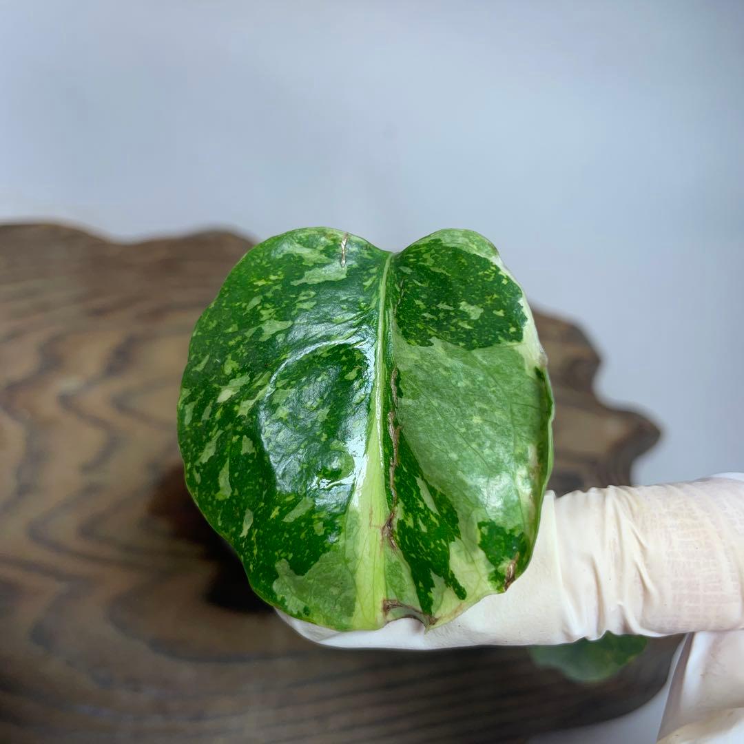 q36 品種保証　【希少】モンステラ・エレクトロライト 美株 斑入り 希少種