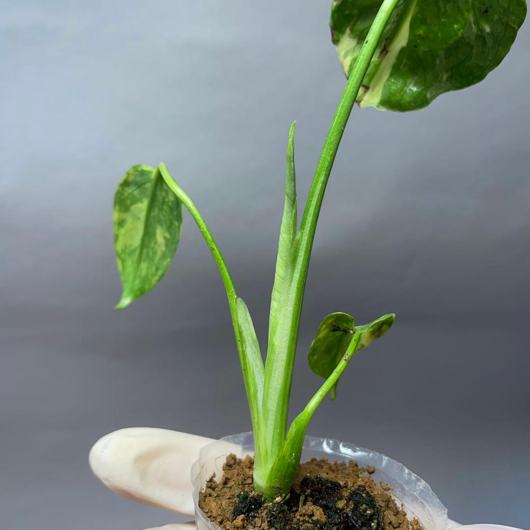 q36 品種保証　【希少】モンステラ・エレクトロライト 美株 斑入り 希少種