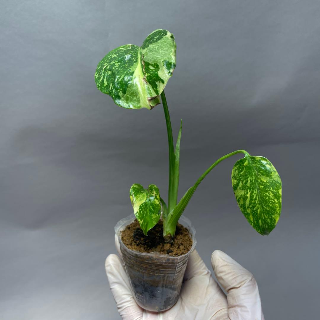 q36 品種保証　【希少】モンステラ・エレクトロライト 美株 斑入り 希少種
