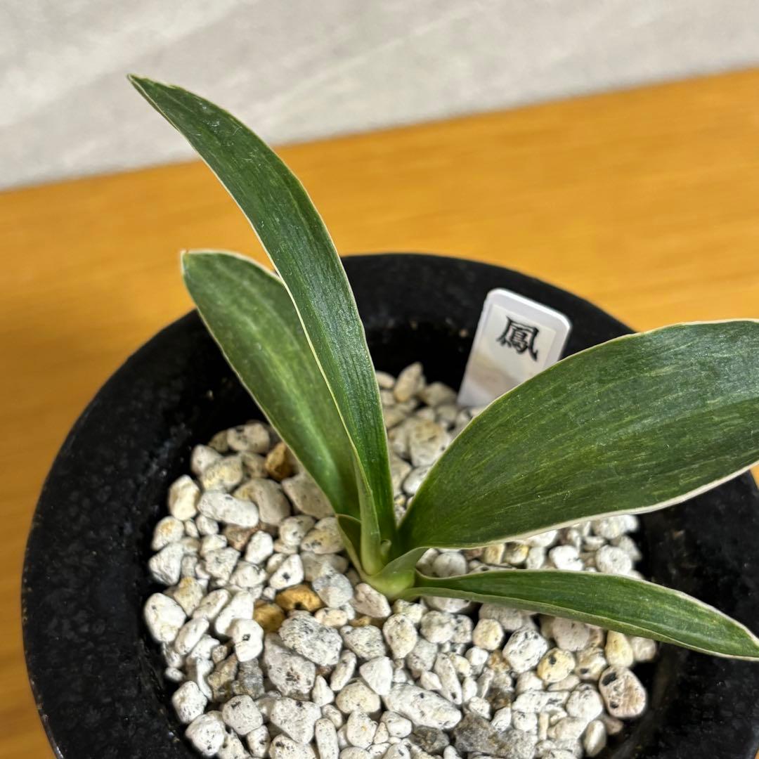 万年青　鳳　薄葉系　名鑑金文字　おもと