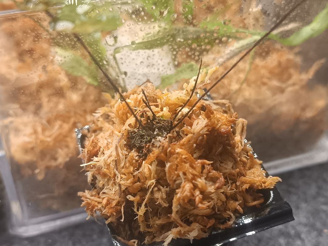 山野草 シダ植物 クロガネシダ