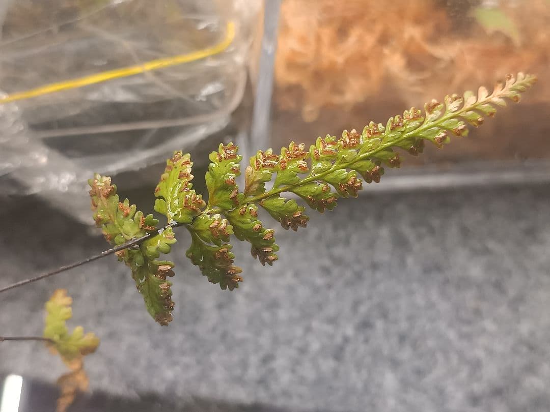 山野草 シダ植物 クロガネシダ