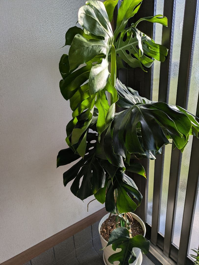 【激安最終値下】モンステラ 巨大160㌢越え　鉢ごと引取限定　他サイト同時出品中