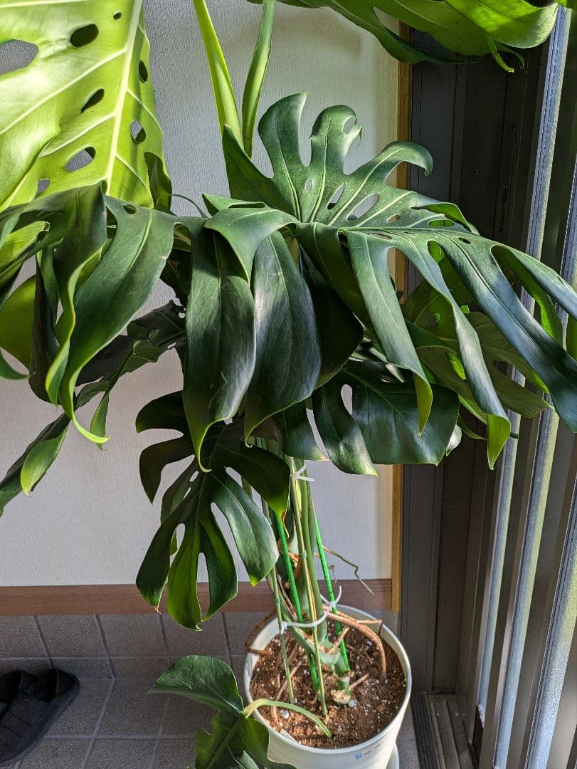 【激安最終値下】モンステラ 巨大160㌢越え　鉢ごと引取限定　他サイト同時出品中