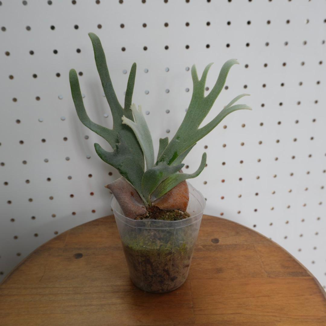 ビカクシダ ジェイドガール Jade Girl ウィリンキー JP-001