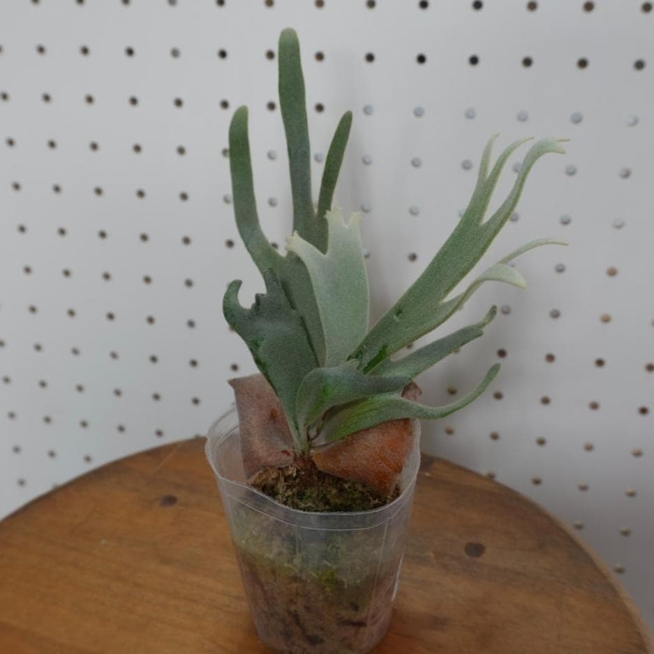 ビカクシダ ジェイドガール Jade Girl ウィリンキー JP-001