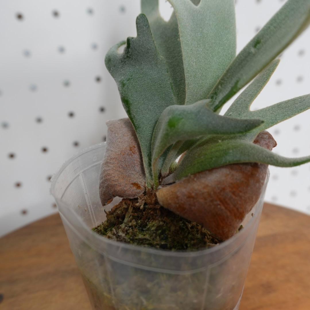 ビカクシダ ジェイドガール Jade Girl ウィリンキー JP-001