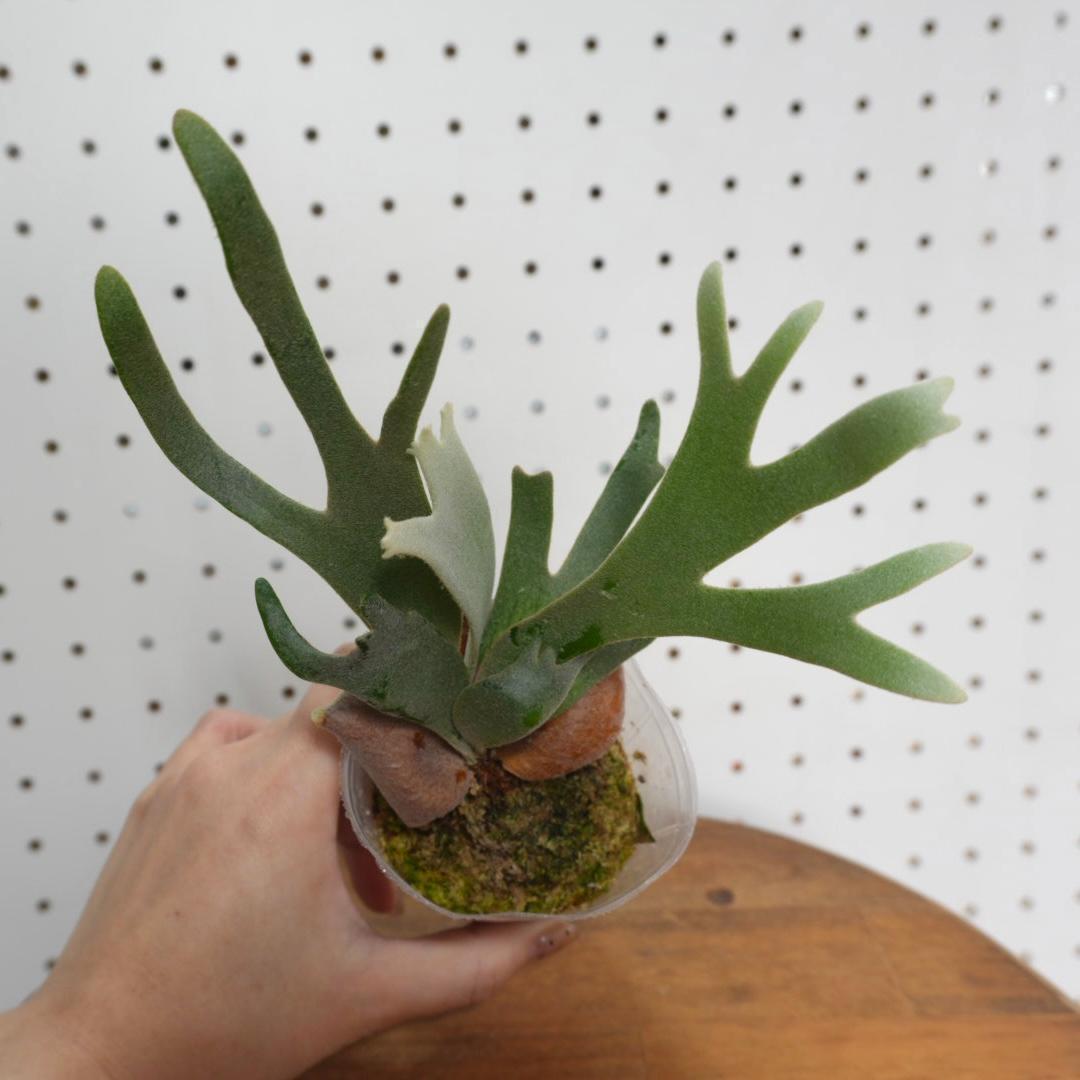 ビカクシダ ジェイドガール Jade Girl ウィリンキー JP-001