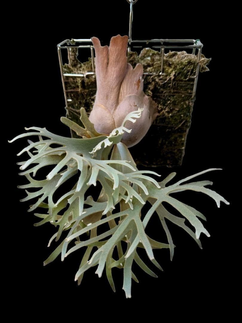 ビカクシダ ジェイドガール Jade Girl ウィリンキー JP-001