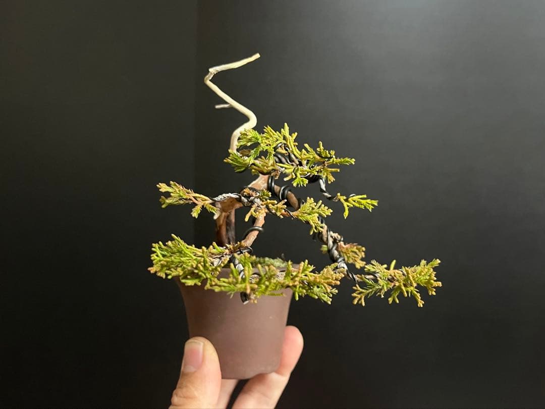 真柏盆栽　ミニ真柏　半懸崖　シャリ幹　樹高上下6cm ミニ盆栽　小品盆栽　飾り物