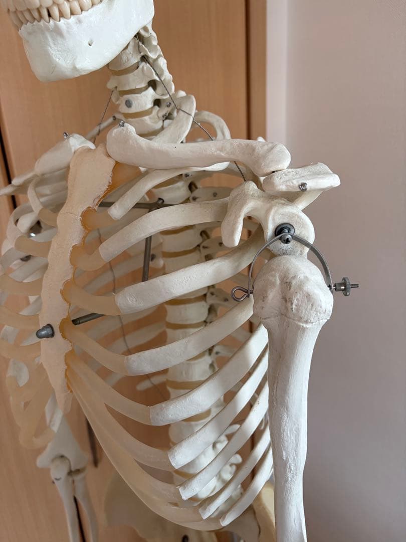 3B Scientific 人体骨格模型 直立型& 人体模型 脊椎模型 セット
