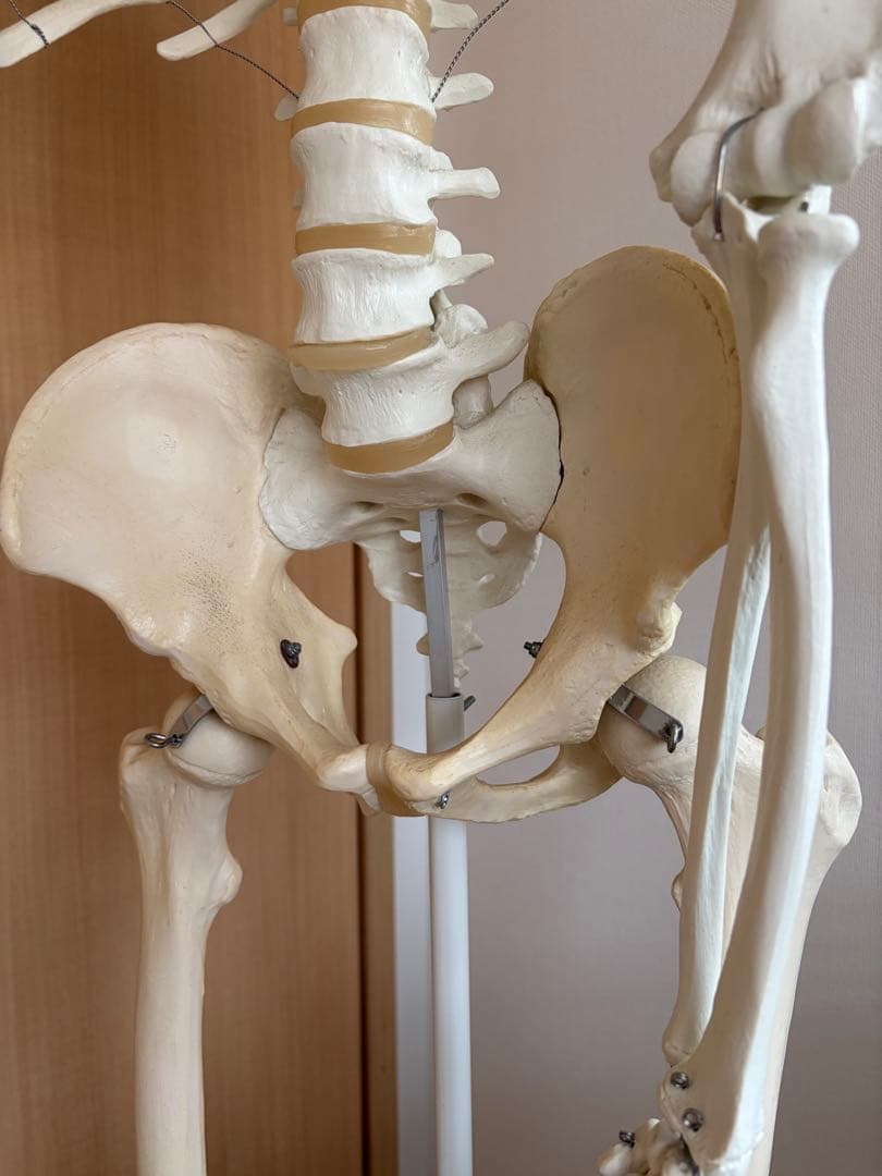 3B Scientific 人体骨格模型 直立型& 人体模型 脊椎模型 セット