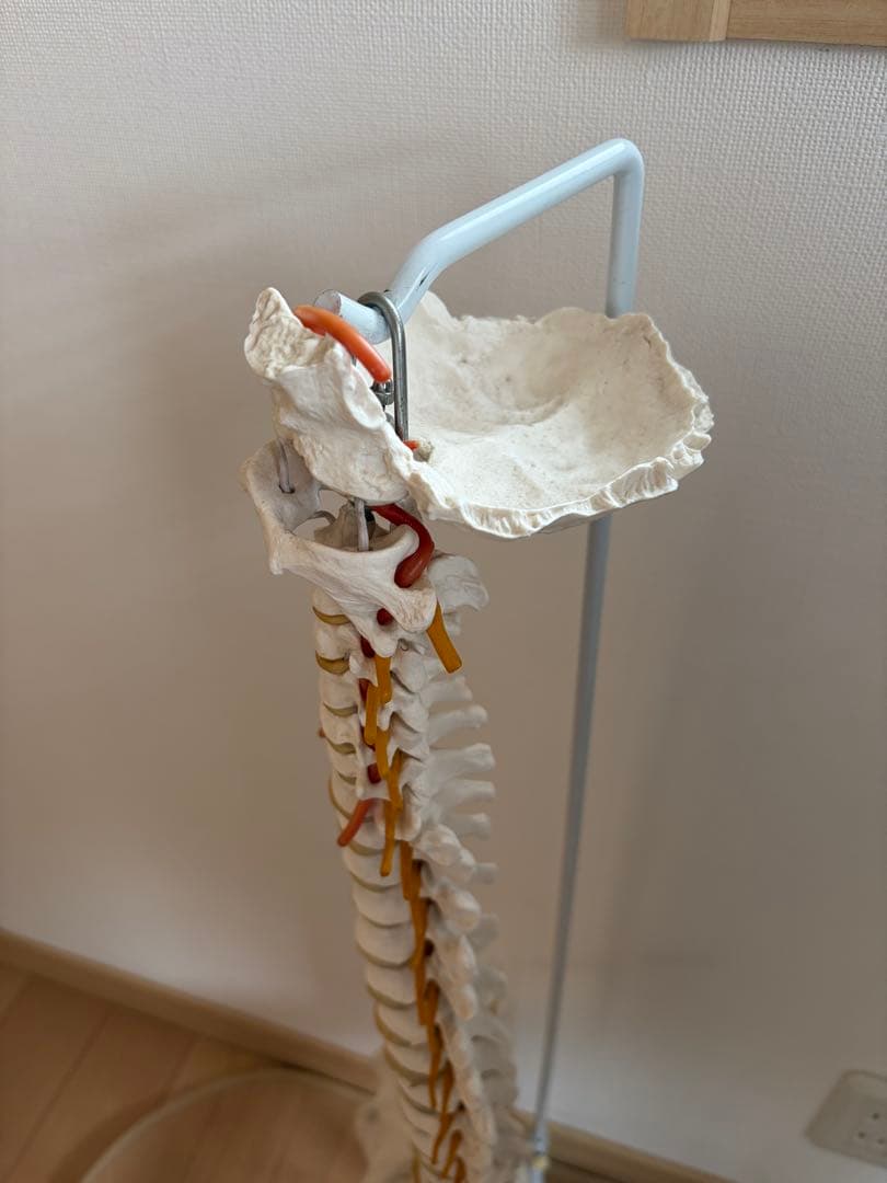 3B Scientific 人体骨格模型 直立型& 人体模型 脊椎模型 セット