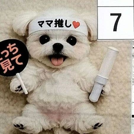かわいい♡マルチーズちゃん