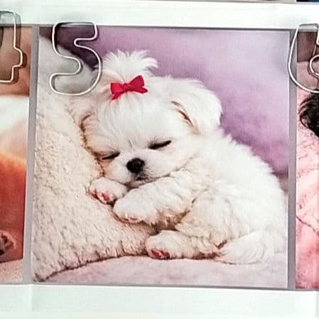 かわいい♡マルチーズちゃん